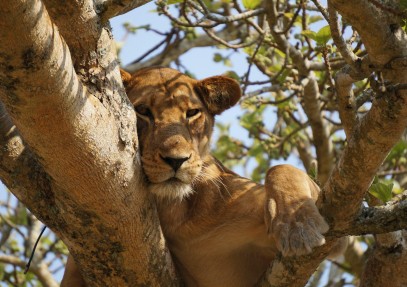 9 Days Biking, Gorillas and Wildlife Safari