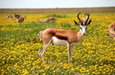 4 Days Lake Manyara, Serengeti and Ngorongoro Crater