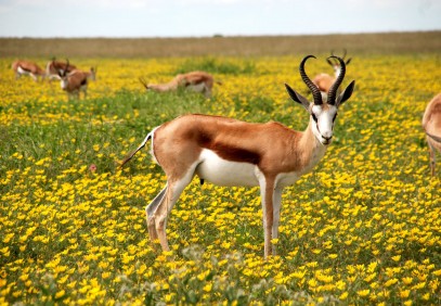 4 Days Lake Manyara, Serengeti and Ngorongoro Crater