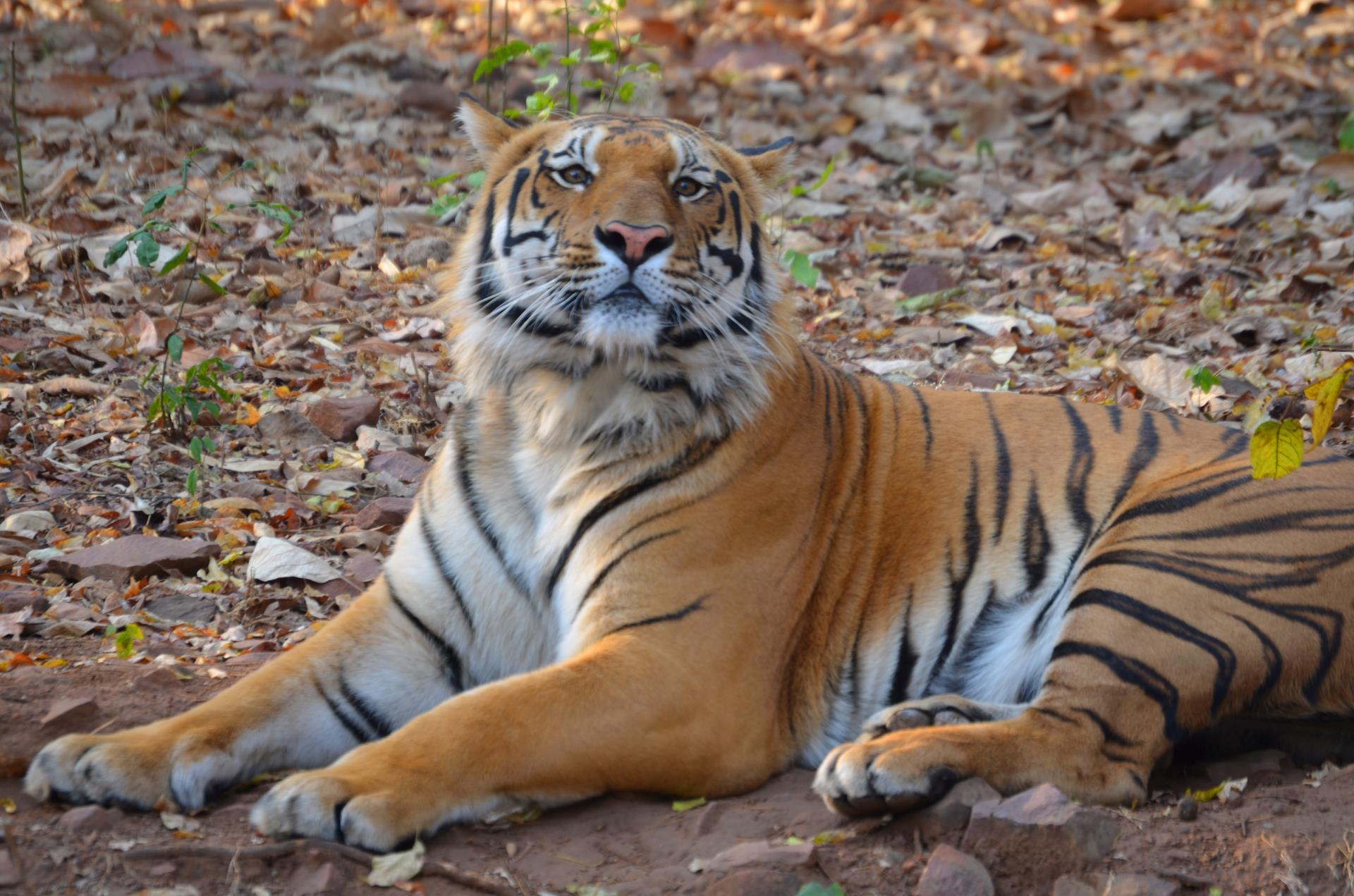 Bandhavgarh National Park 0