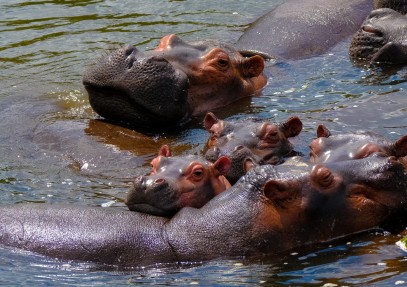 5 Days Queen Elizabeth National Park Wildlife Safari