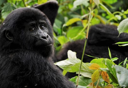 3 Days Gorilla Trekking Adventure