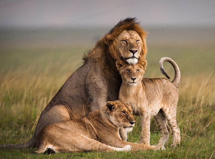 Lions Masai Mara Photographic Tour