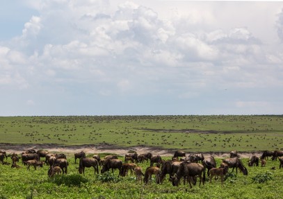 5 Days Safari Serengeti, Ngorongoro & Tarangire