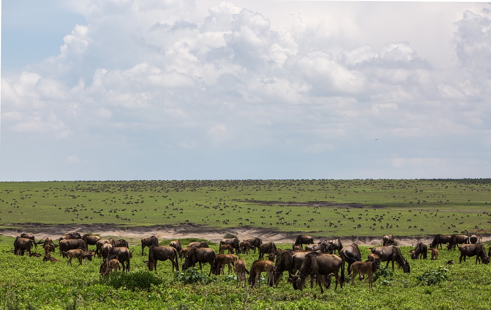 Ngorongoro Conservation Area 2735629 960 720
