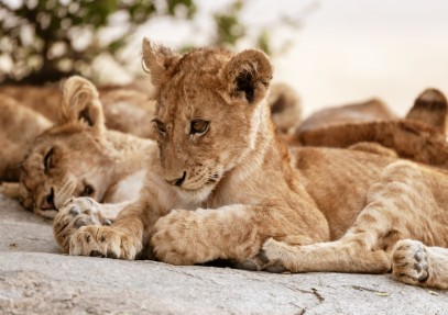 3-Day Camping Safari to Tarangire, Ngorongoro & Lake Manyara