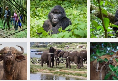 10 Days Wildlife Highlights of Uganda