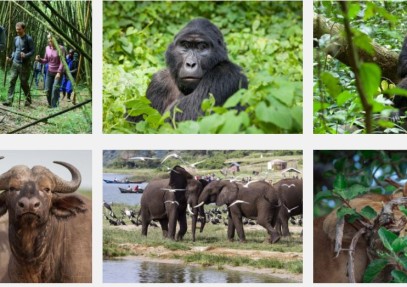 10 Days Wildlife Highlights of Uganda