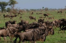 7-Day Journey of the Wildebeest Safari