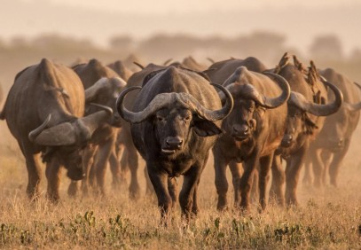 7-Day Best of Tanzania