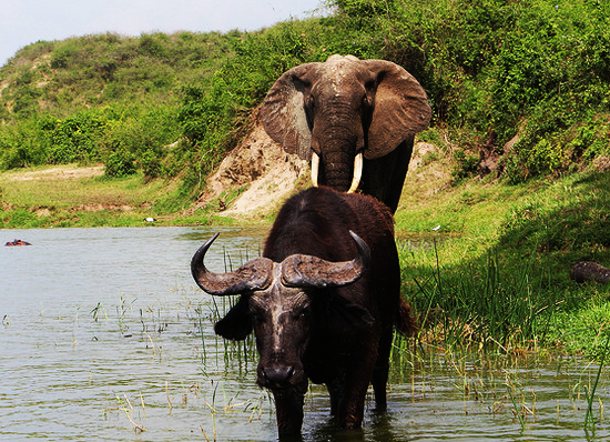 Buffalo And Eleph Qenp