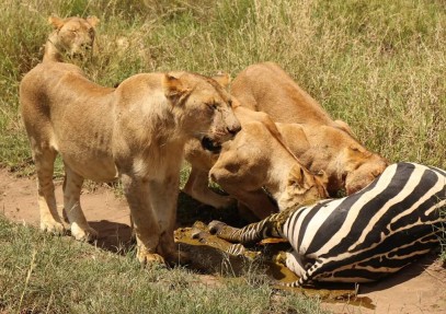 3-Day Serengeti & Ngorongoro Group Safari