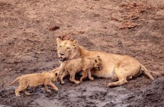 4-Day Tarangire, Serengeti, Ngorongoro Camping Safari