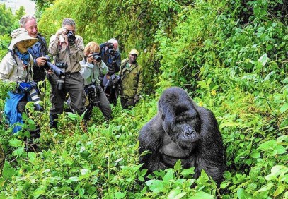 3 Days Incredible Gorilla Safari