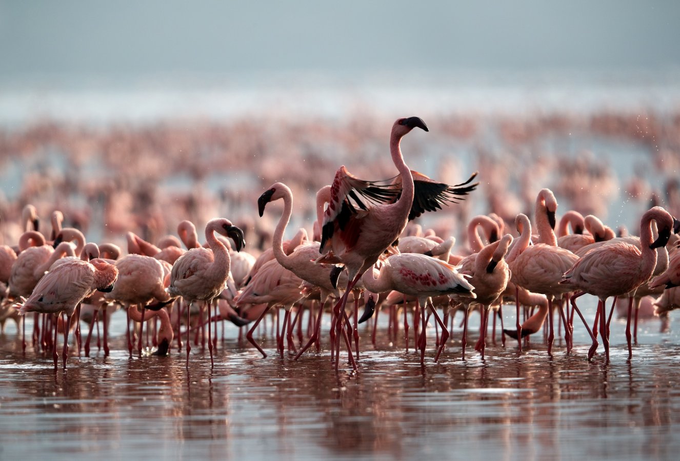 Natron 1