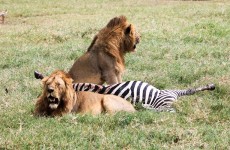 5 Days Tanzania Popular Safari