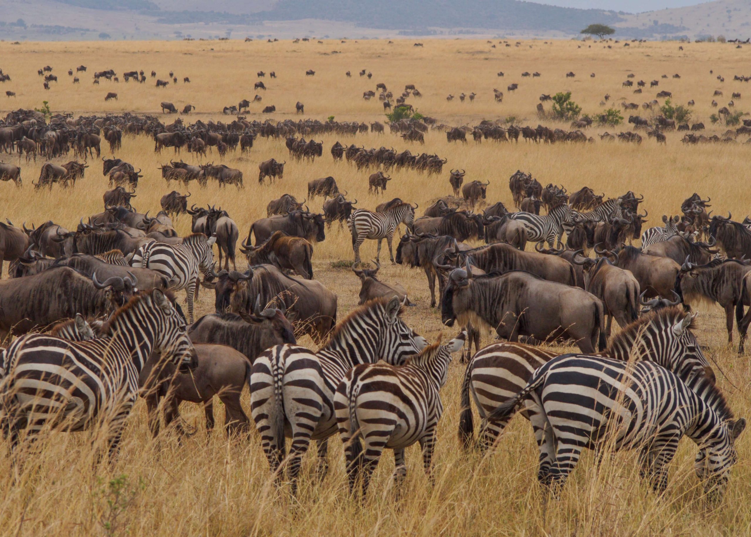 The Wildebeest Migration