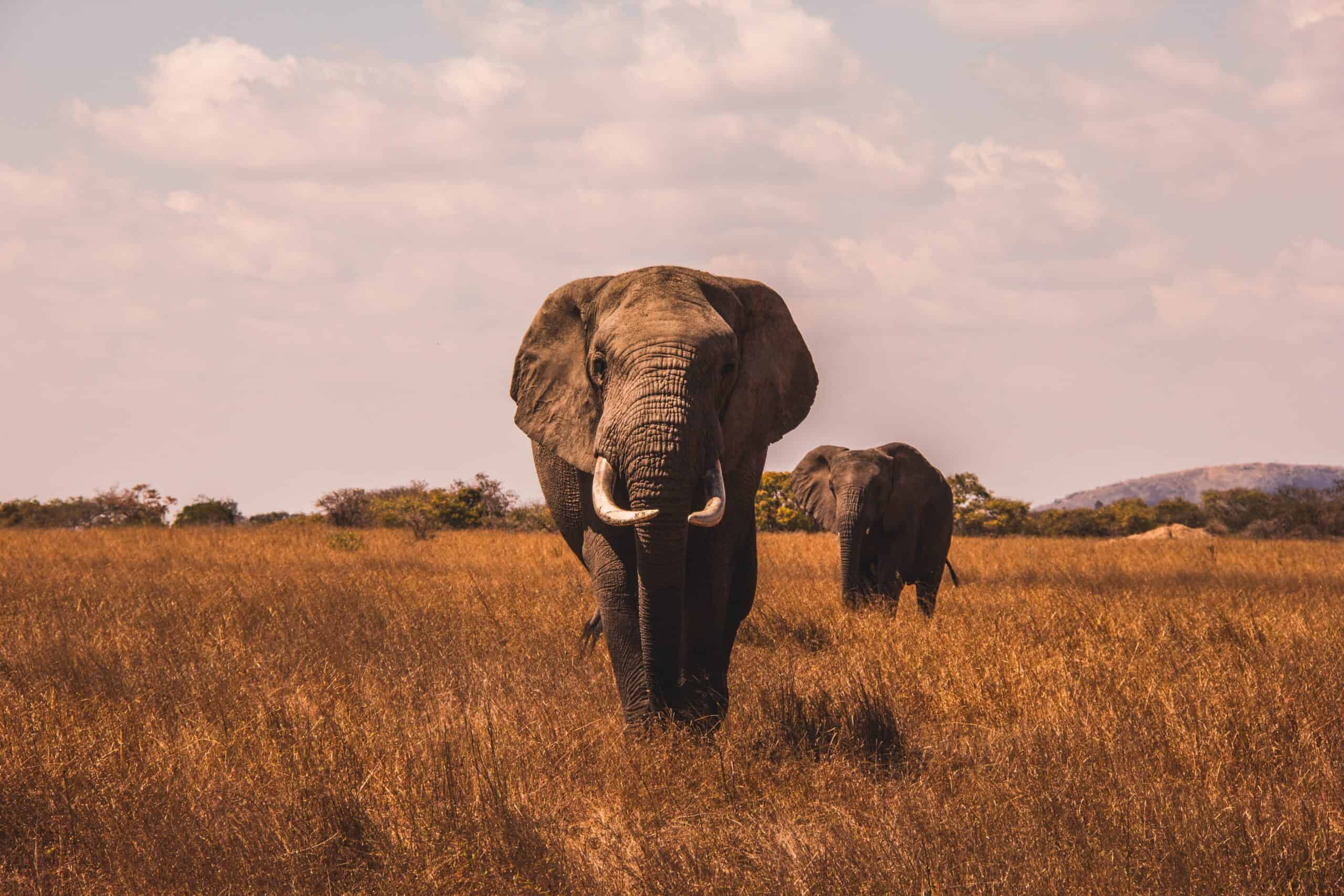 Aj Robbie Buq1rzckyw4 Unsplash
