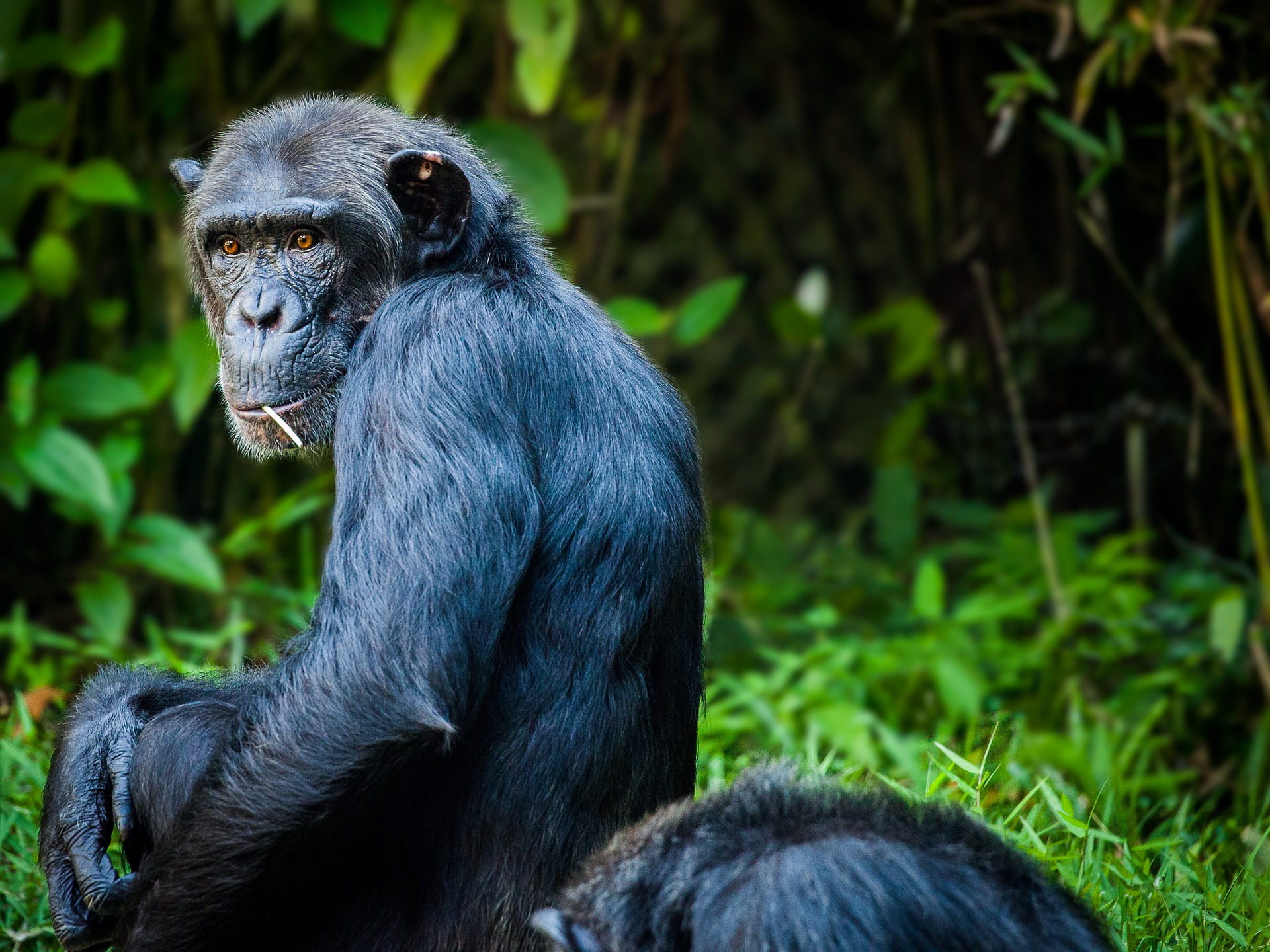 Chimpanzee 1545010 1920