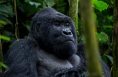 3-Day Uganda Gorilla Safari