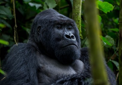 3-Day Uganda Gorilla Safari