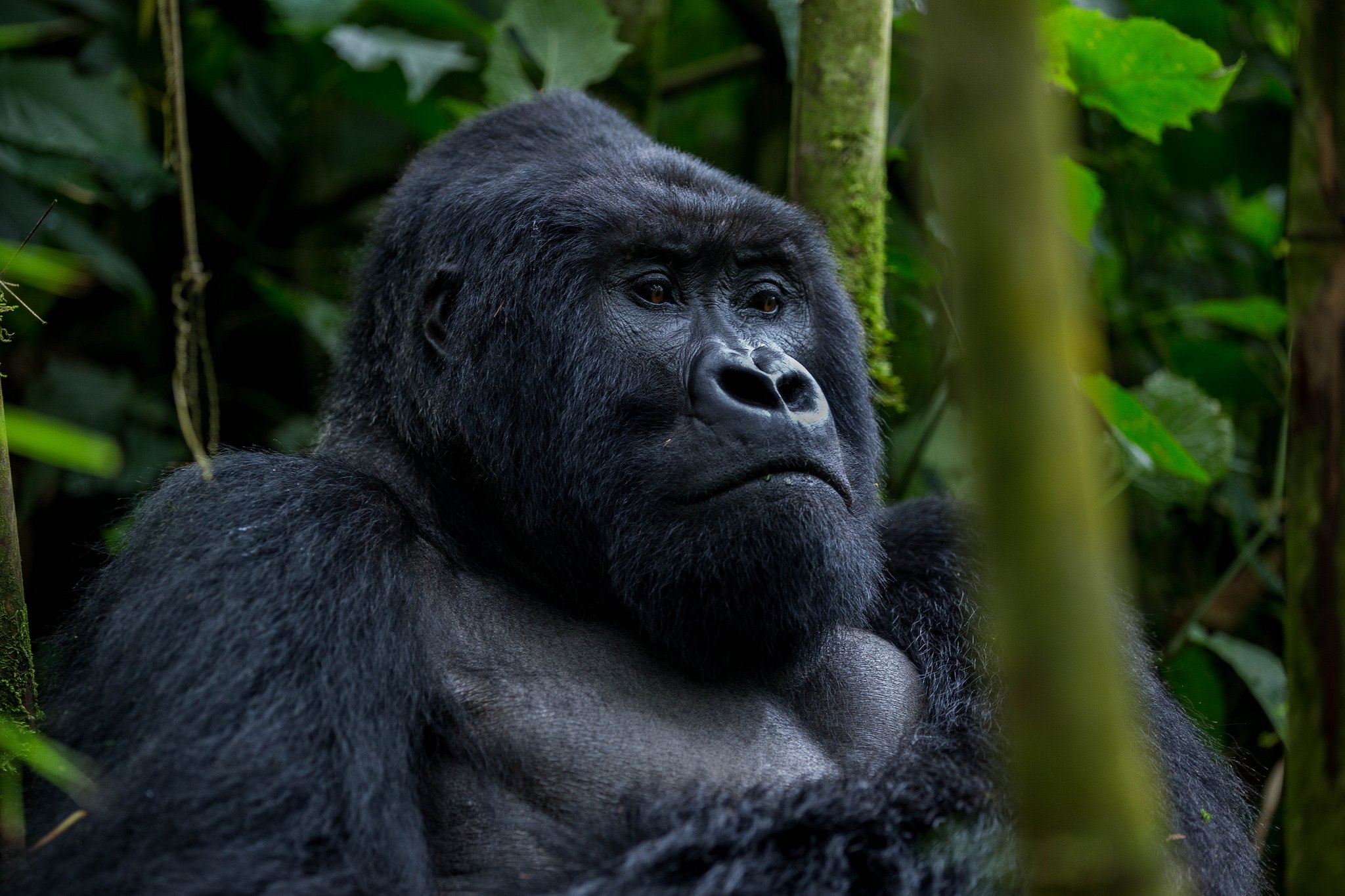 Gorilla 1