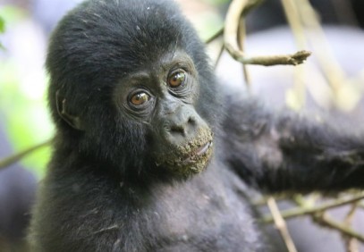 5 Days Uganda Safari, Gorillas & Chimpanzees