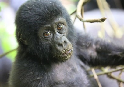 5 Days Uganda Safari, Gorillas & Chimpanzees