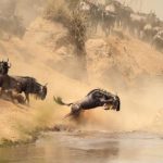 Maasai Mara Migration 150x150