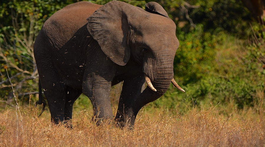 Tanzania Safari Radar (16)