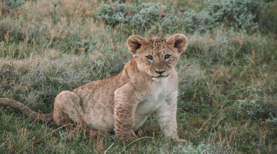 Tanzania Safari Radar