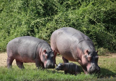 9 Days Uganda Safari