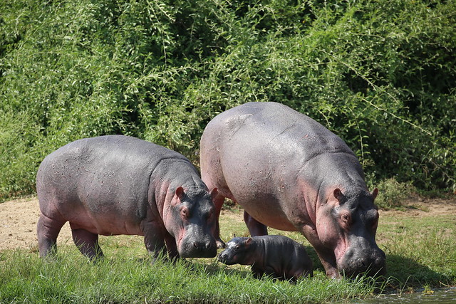 Uganda Hippos