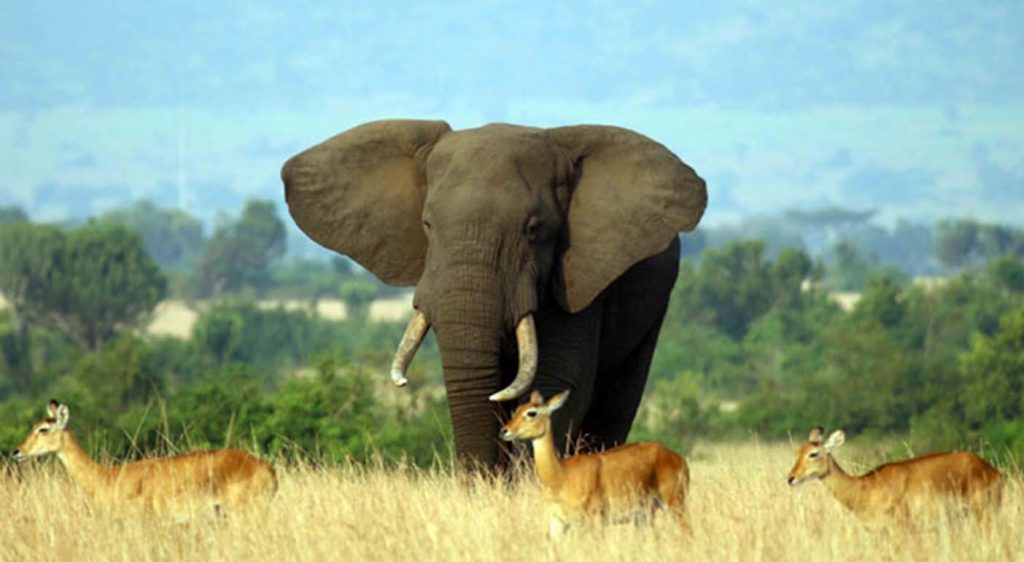 Wildlife