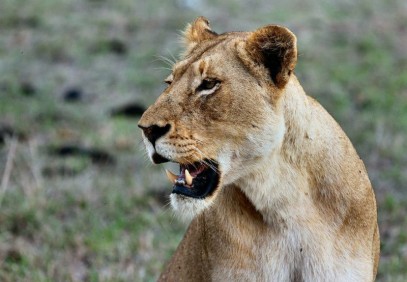 9 Days Enchanting Tanzania Journey