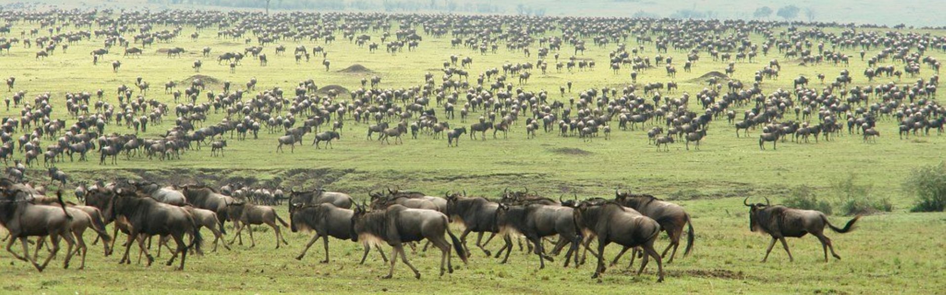 Annual Wildebeest Migration