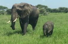 2 Days Tarangire and Ngorongoro Crater Safari