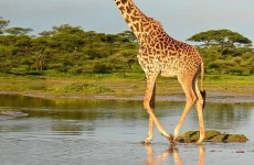 4-Day Essence of Tanzania Safari