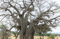 3-Day Touch of Wilderness Safari