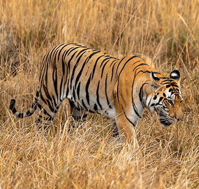 Kanha Tiger Reserve