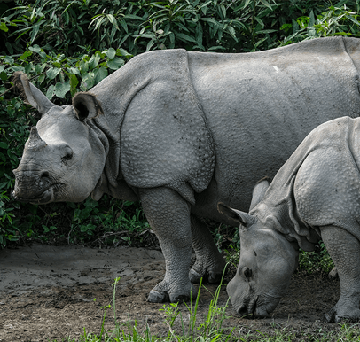 Kaziranga National Park