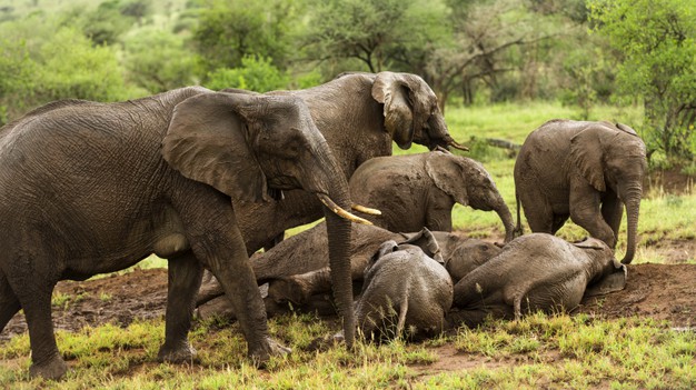 Sleeping Elephants Blog