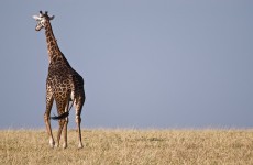 3 Days Tanzania Popular Safari
