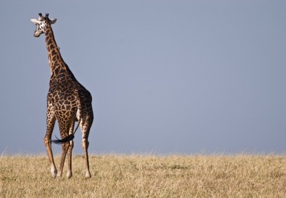 3 Days Tanzania Popular Safari