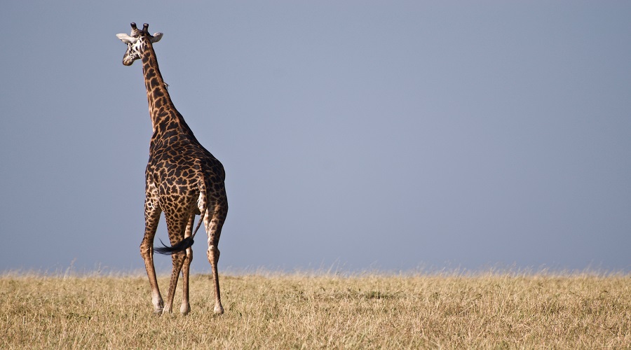 Tanzania Safari Radar (75)