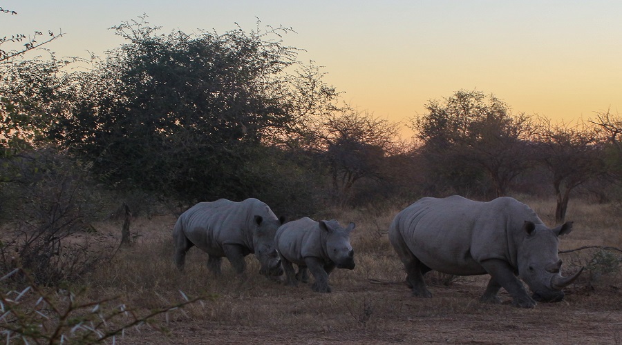Tanzania Safari Radar (89)