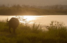 4-Day Rwanda Gorilla and Cultural Village Tour