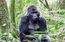 16 Days Uganda Wild Safari