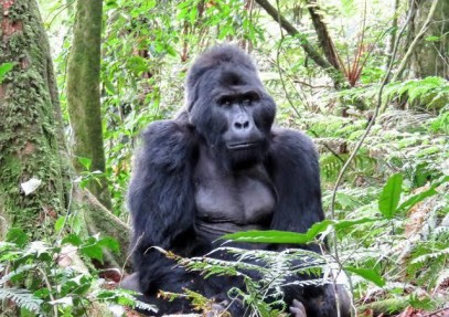 16 Days Uganda Wild Safari