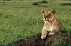 4 Days Tanzania Safari Tarangire Serengeti Ngorongoro